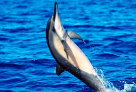 Dolphins just became first wild animals to show traces of Alzheimer's disease
